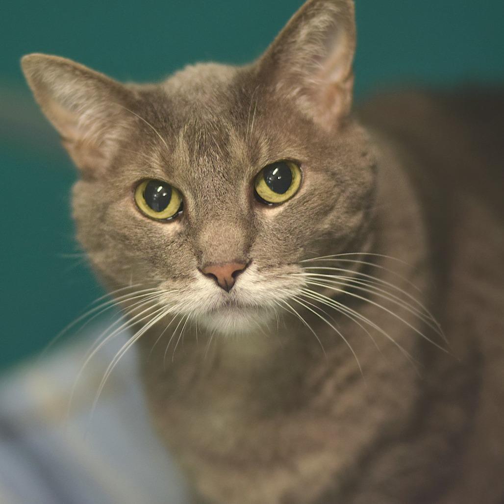 Enlarge Luna, a Adoptable Domestic Short Hair in Belleville, IL image 2/5
