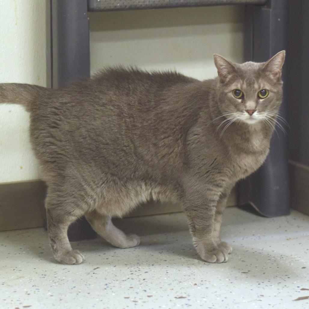 Enlarge Luna, a Adoptable Domestic Short Hair in Belleville, IL image 3/5