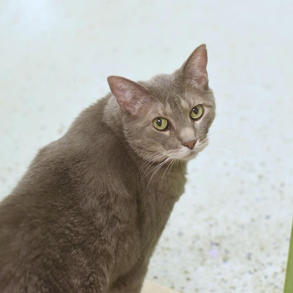 Luna - Discounted Fee, a Adoptable Domestic Short Hair in Belleville, IL image 5/6