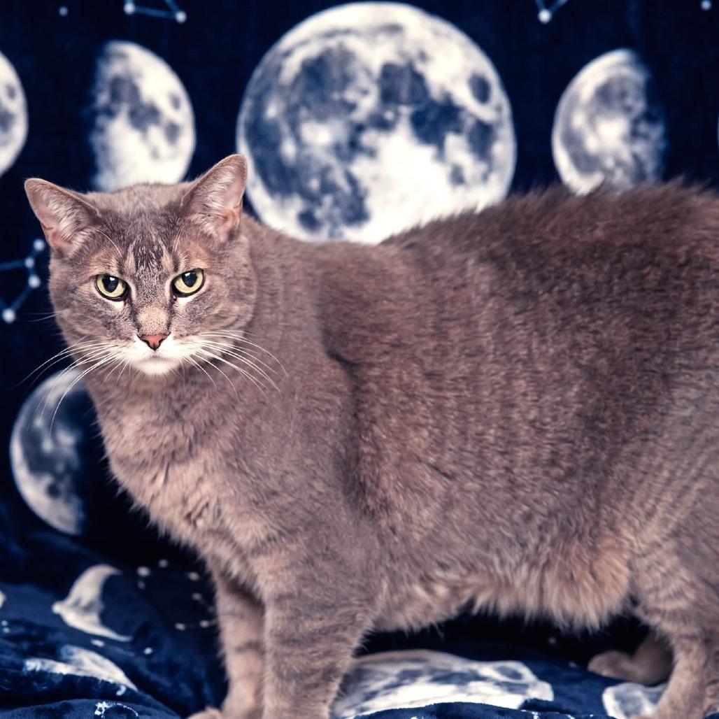 Enlarge Luna, a Adoptable Domestic Short Hair in Belleville, IL image 5/5