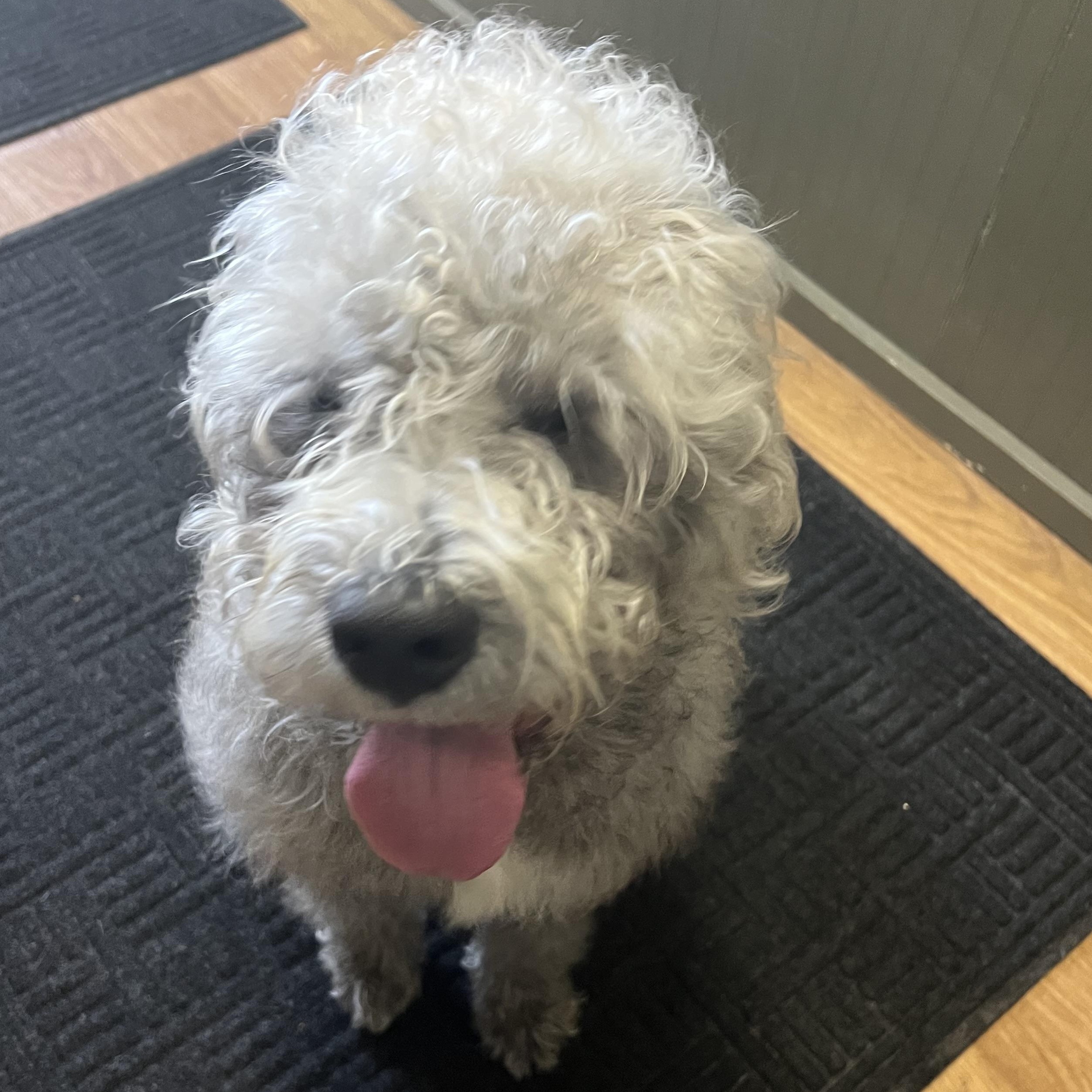 Enlarge Griffin, a ADOPTABLE mixed breed in Elkton, MI image 2/2