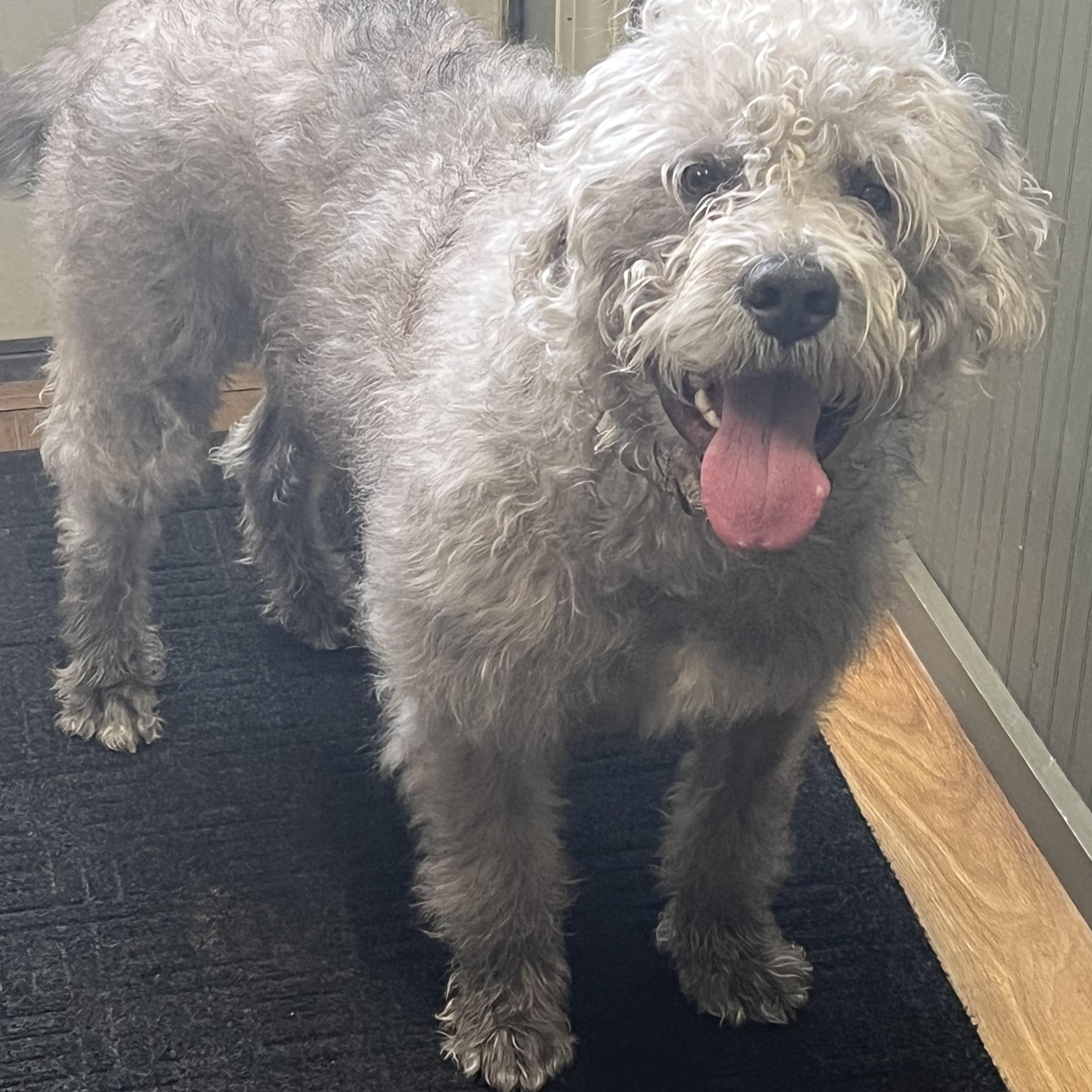 Griffin, ADOPTABLE, Adult Male Wirehaired Pointing Griffon.