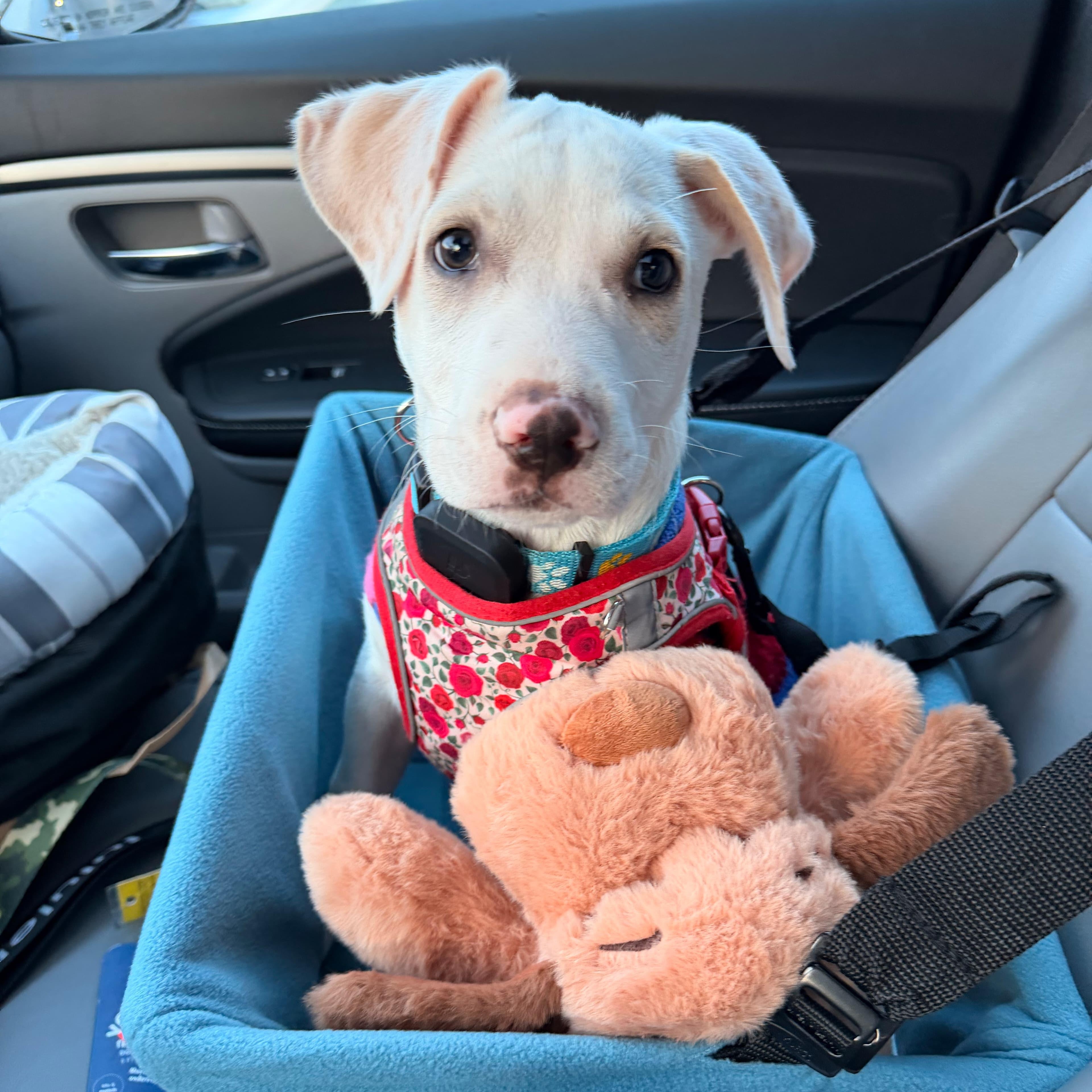 Evan, adopted, Puppy Male Terrier.