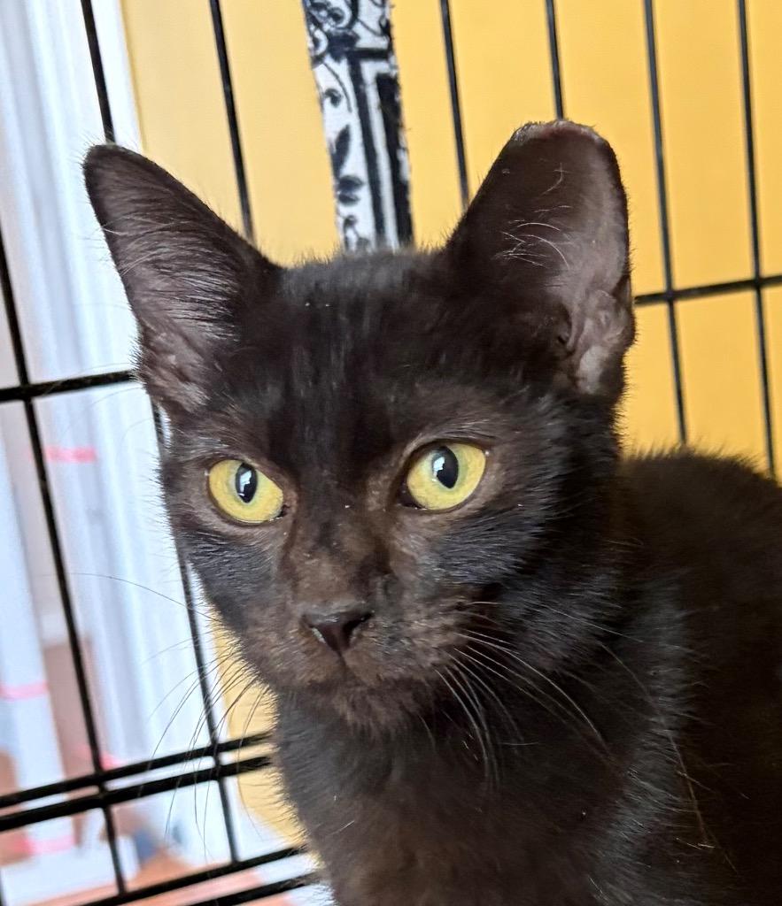 Enlarge Theo, a Adoptable Tabby in San Antonio, TX image 1/2