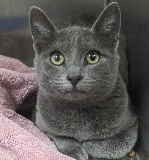 Fern, adopted, Young Female Domestic Short Hair.