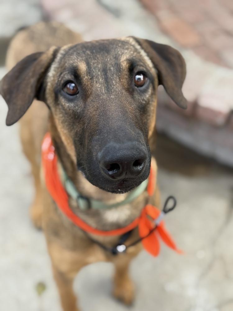 Enlarge Doug, a Adoptable mixed breed in Pasadena, CA image 1/5
