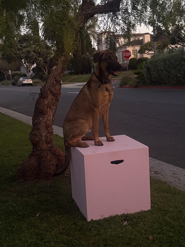 Enlarge Doug, a Adoptable mixed breed in Pasadena, CA image 2/6