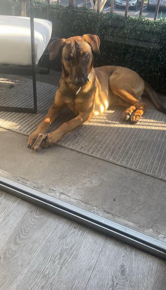 Enlarge Doug, a Adoptable mixed breed in Pasadena, CA image 3/6