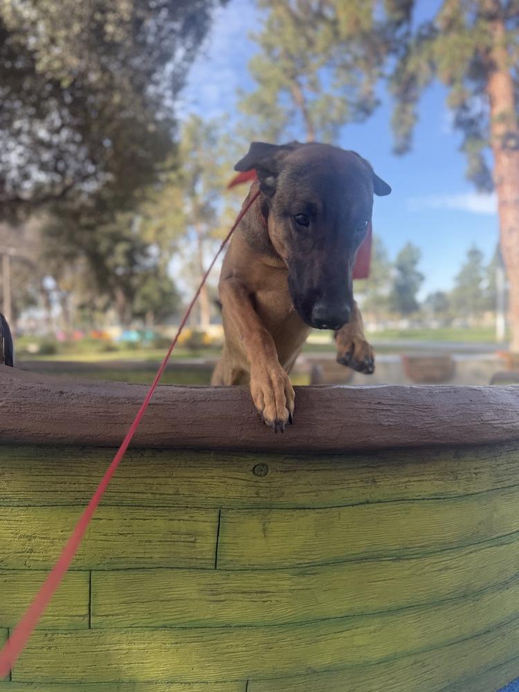 Enlarge Doug, a Adoptable mixed breed in Pasadena, CA image 2/5