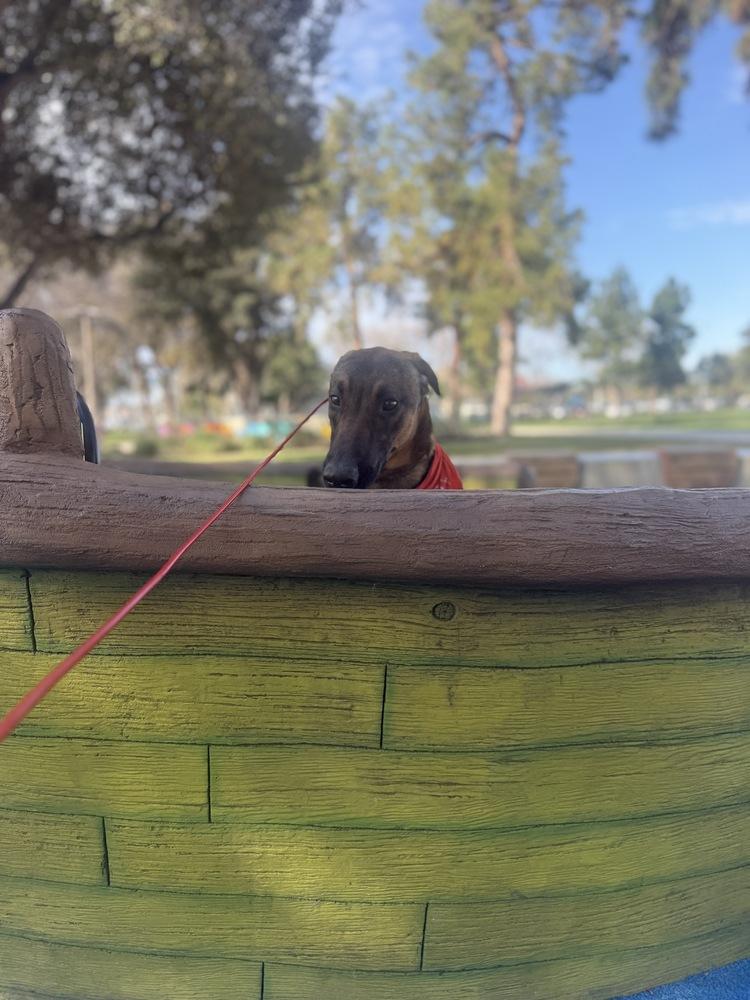 Enlarge Doug, a Adoptable mixed breed in Pasadena, CA image 3/5