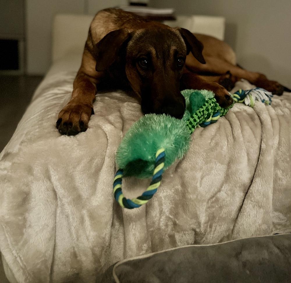 Enlarge Doug, a Adoptable mixed breed in Pasadena, CA image 6/6