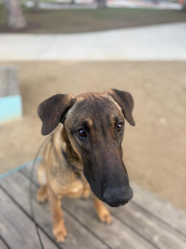 Enlarge Doug, a Adoptable mixed breed in Pasadena, CA image 4/5