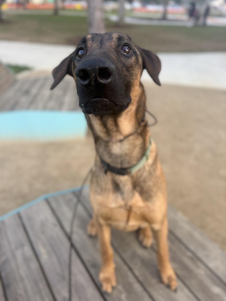 Enlarge Doug, a Adoptable mixed breed in Pasadena, CA image 5/5