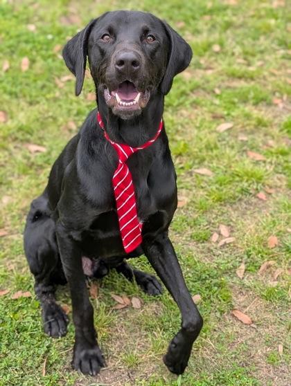 Enlarge Abel, an adopted mixed breed in Harrisburg, PA image 1/1