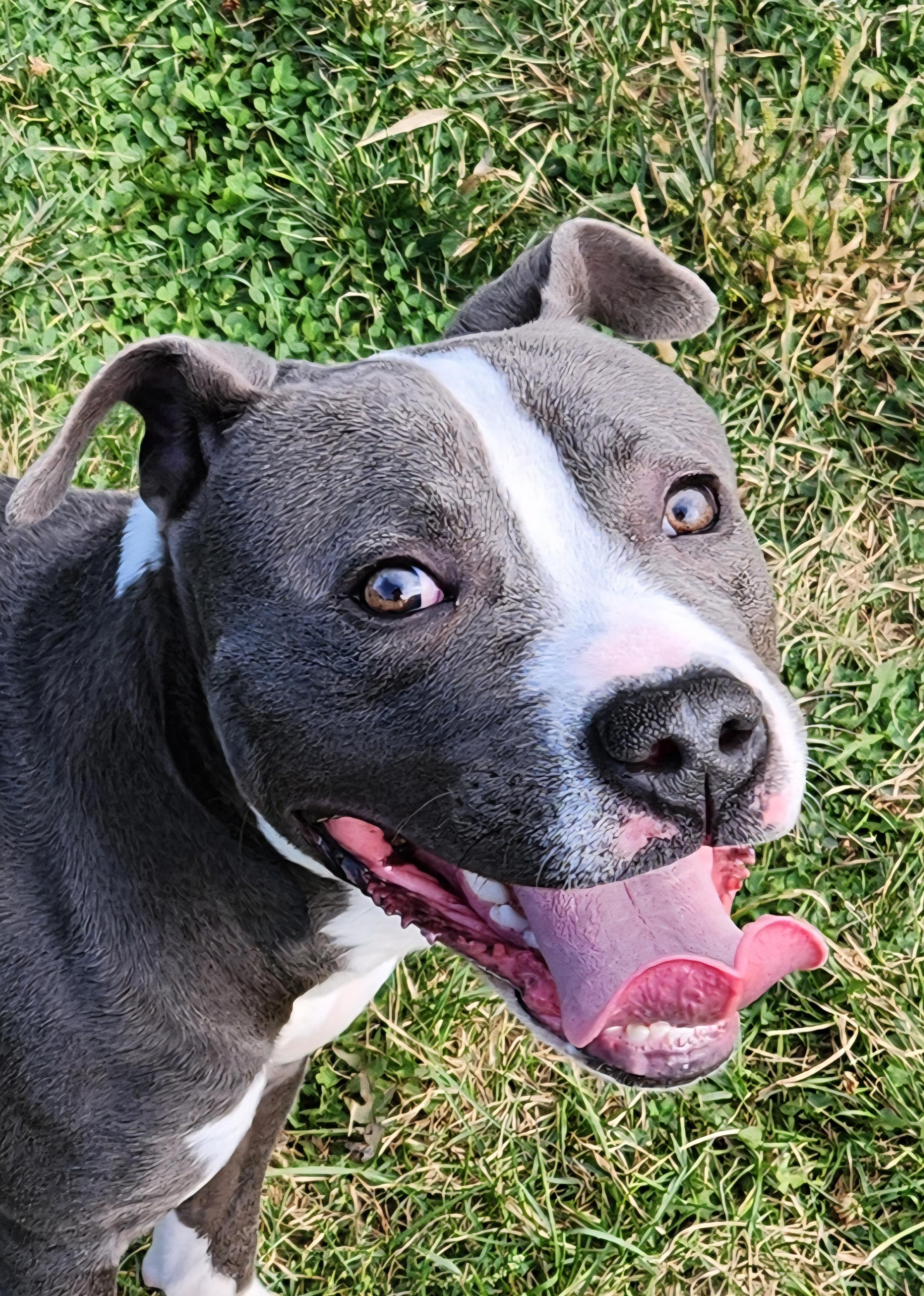 Enlarge Prime, a Adoptable Pit Bull Terrier in Cedar Rapids, IA image 1/5