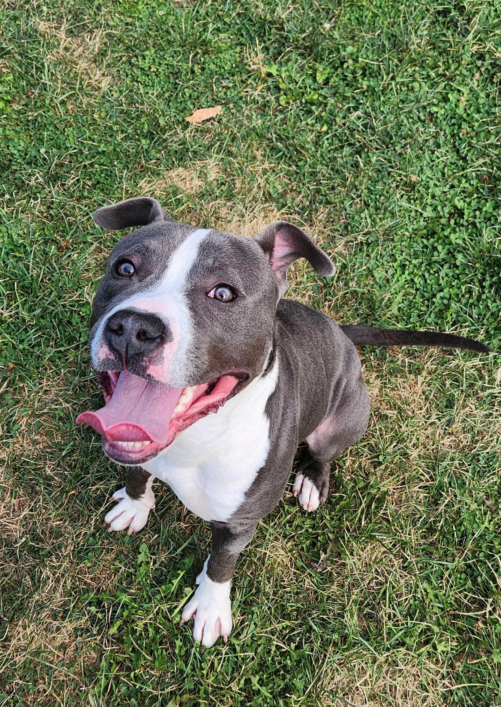 Enlarge Prime, a Adoptable Pit Bull Terrier in Cedar Rapids, IA image 3/5