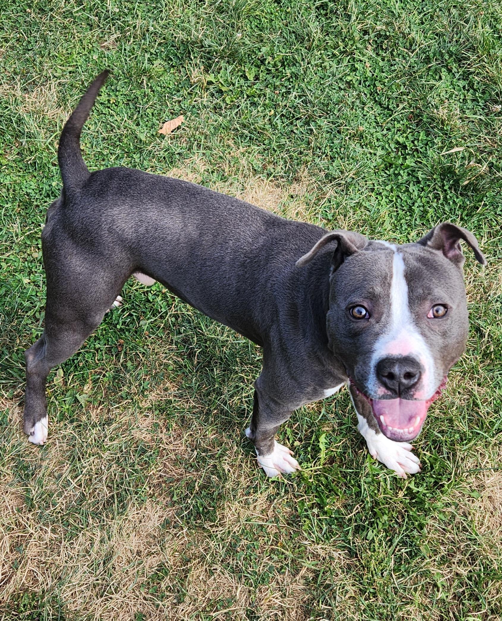 Enlarge Prime, a Adoptable Pit Bull Terrier in Cedar Rapids, IA image 2/5