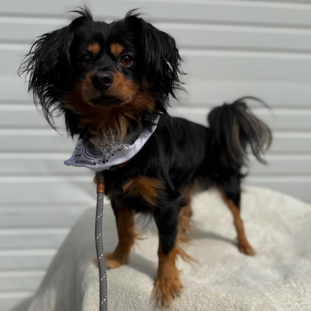 Enlarge Beckett, a Adoptable Chihuahua in Newberg, OR image 1/6