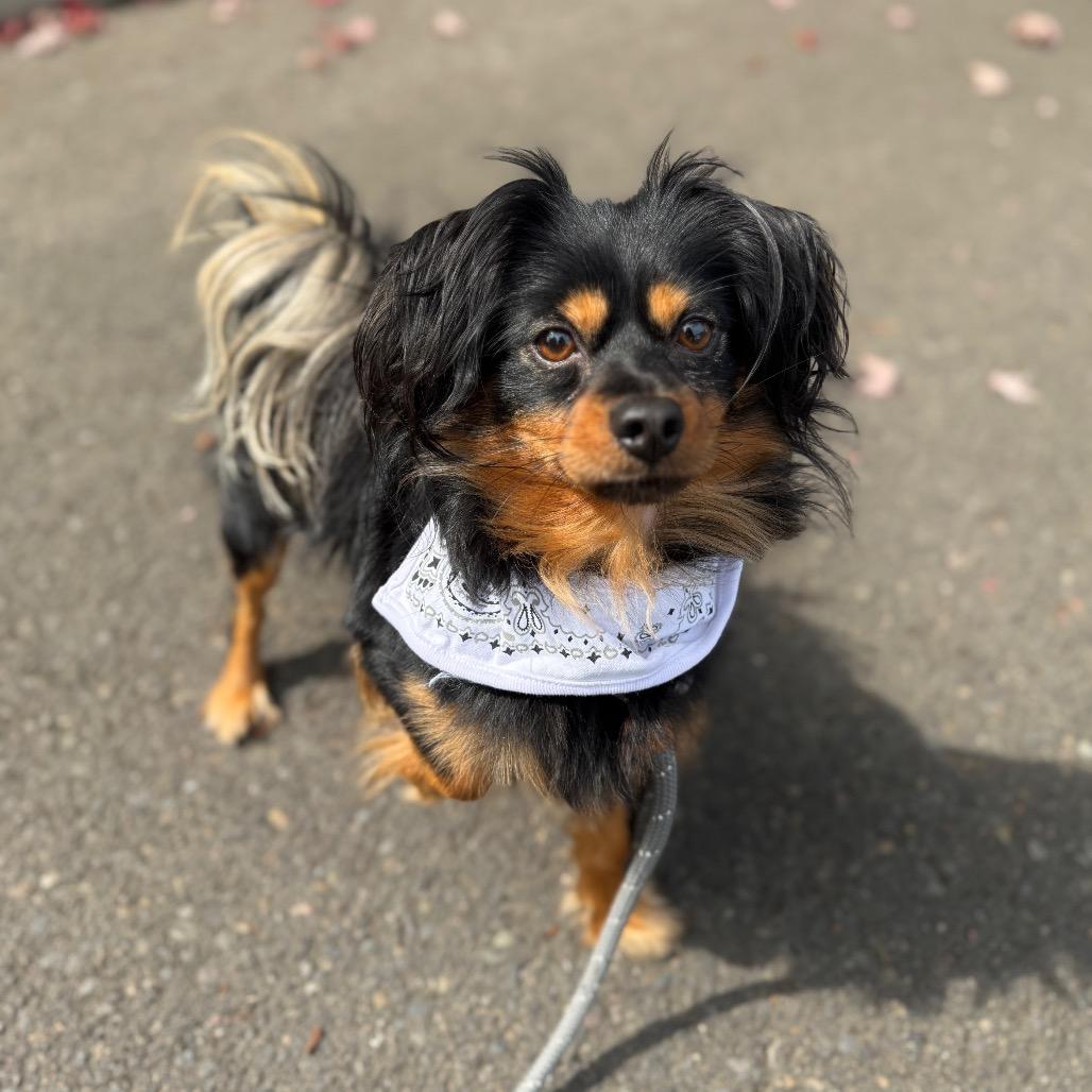 Enlarge Beckett, a Adoptable Chihuahua in Newberg, OR image 2/6