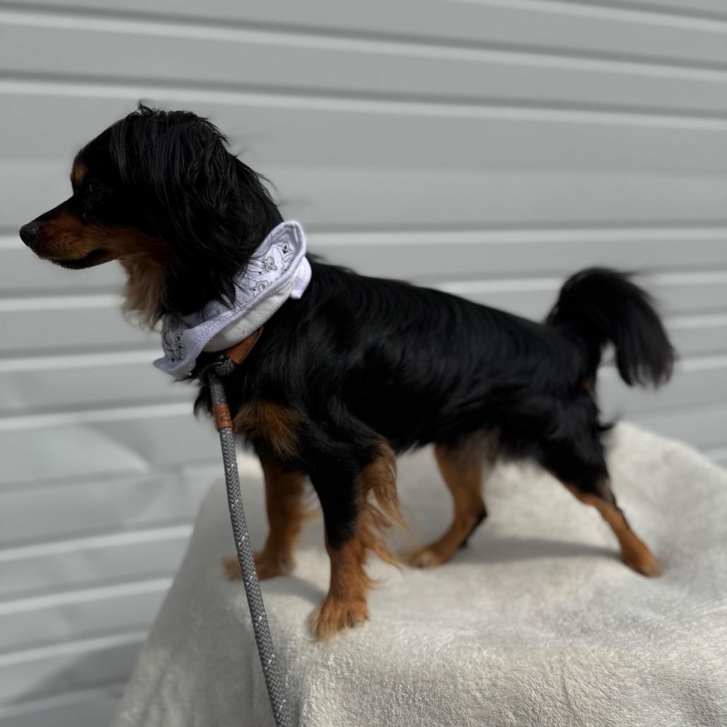 Enlarge Beckett, a Adoptable Chihuahua in Newberg, OR image 3/6