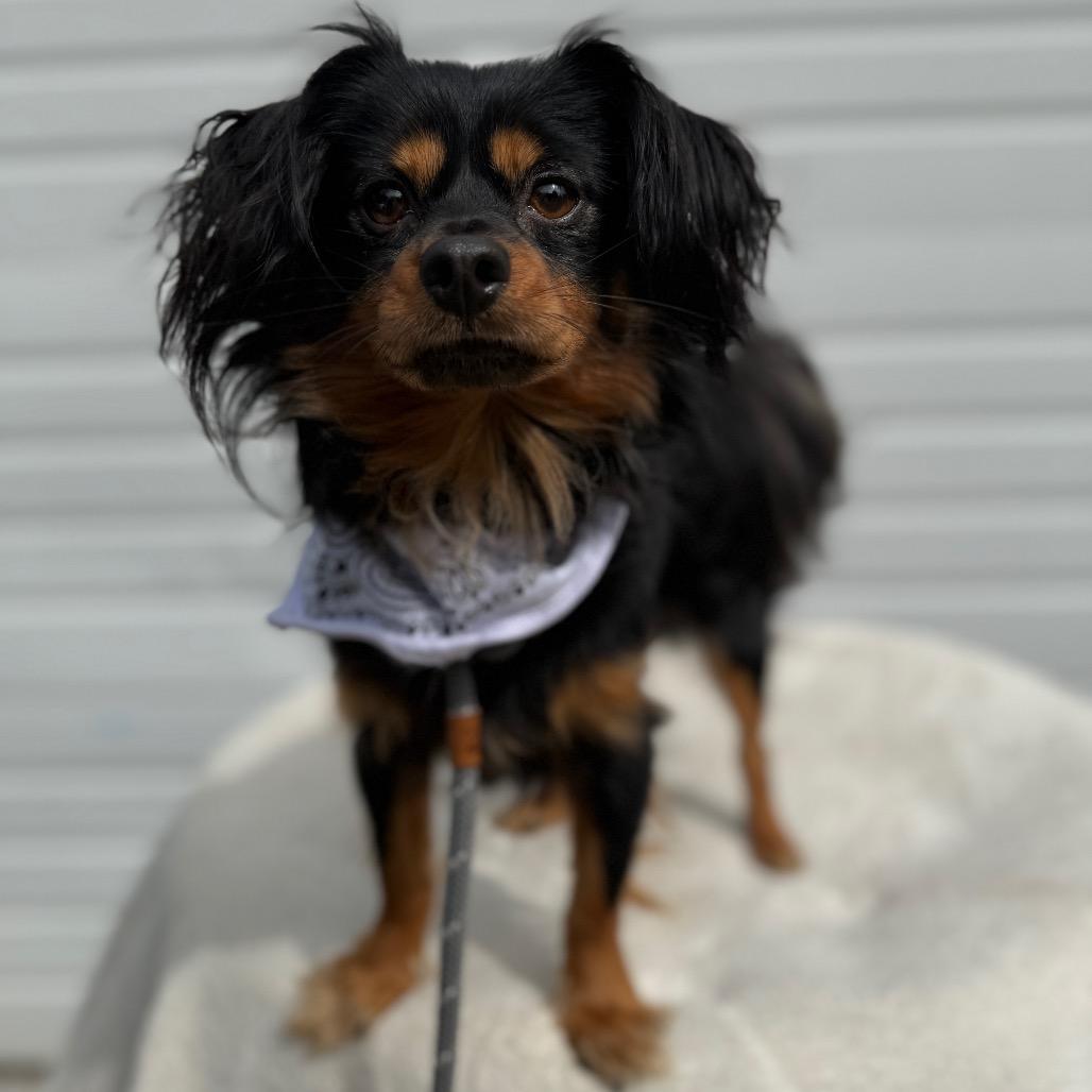 Enlarge Beckett, a Adoptable Chihuahua in Newberg, OR image 4/6