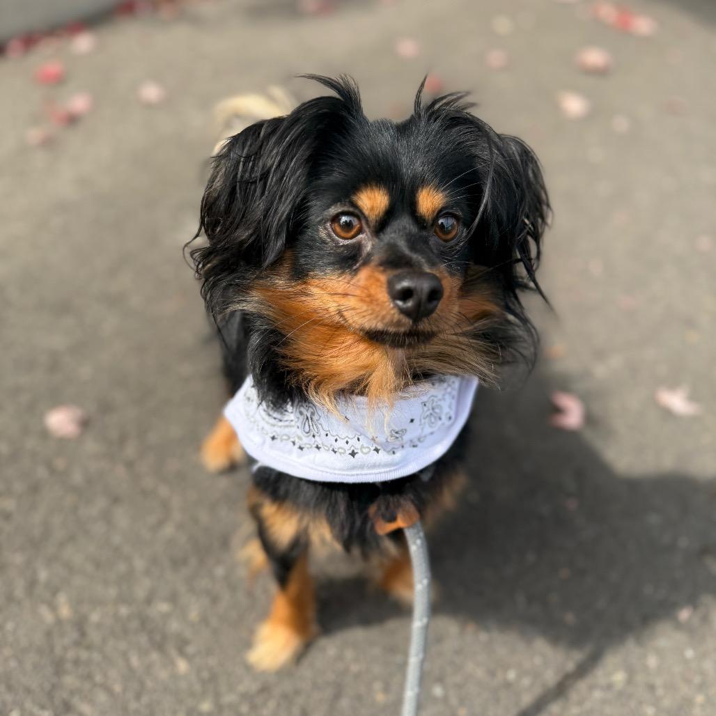 Enlarge Beckett, a Adoptable Chihuahua in Newberg, OR image 5/6