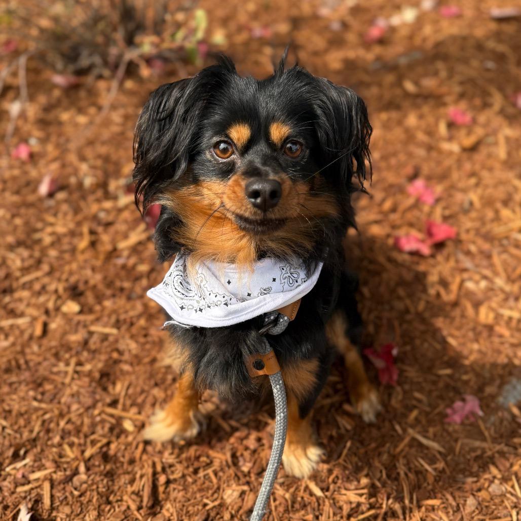 Enlarge Beckett, a Adoptable Chihuahua in Newberg, OR image 6/6