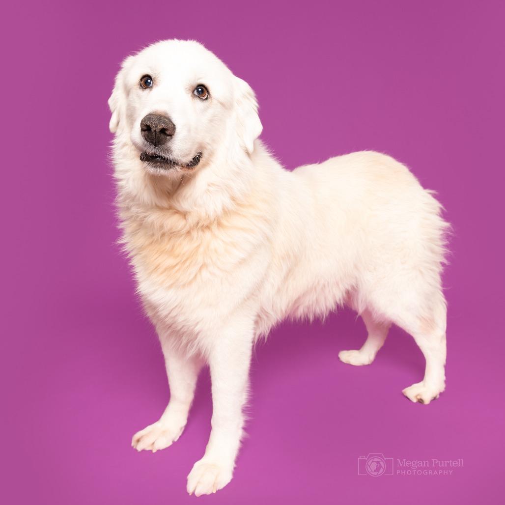 Magnolia — thumbnail 2