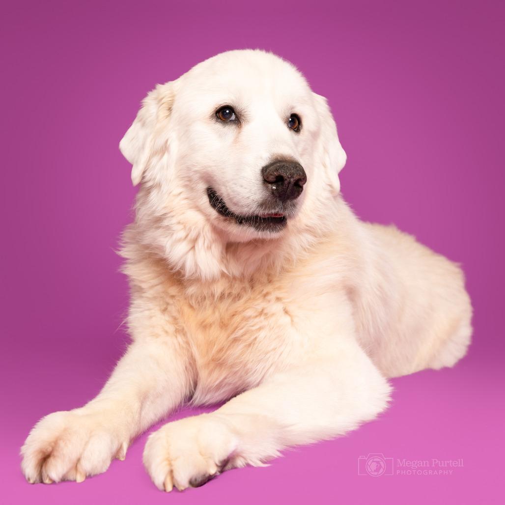 Magnolia — thumbnail 3