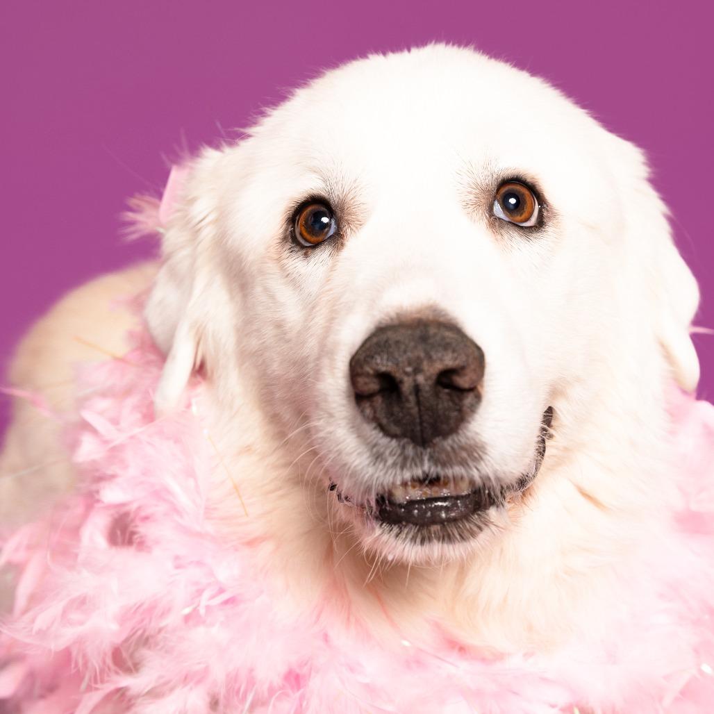 Magnolia — thumbnail 4