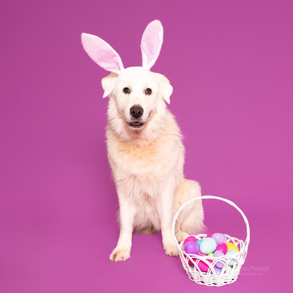 Magnolia — thumbnail 5