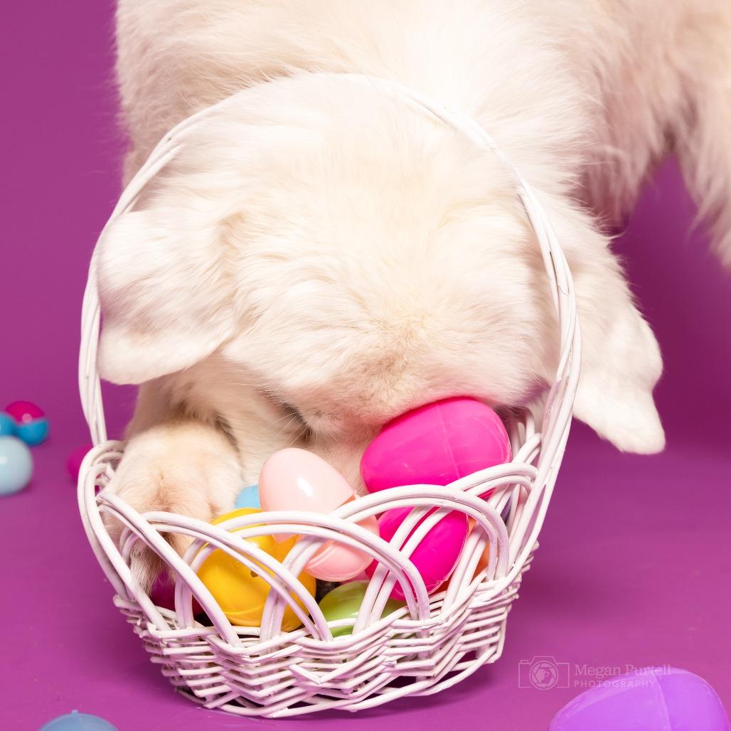 Magnolia — thumbnail 6