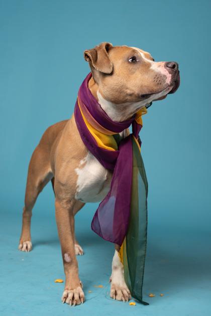 Enlarge Biloxi, a Adoptable mixed breed in Atlanta, GA image 1/3