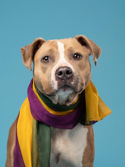 Enlarge Biloxi, a Adoptable mixed breed in Atlanta, GA image 2/3