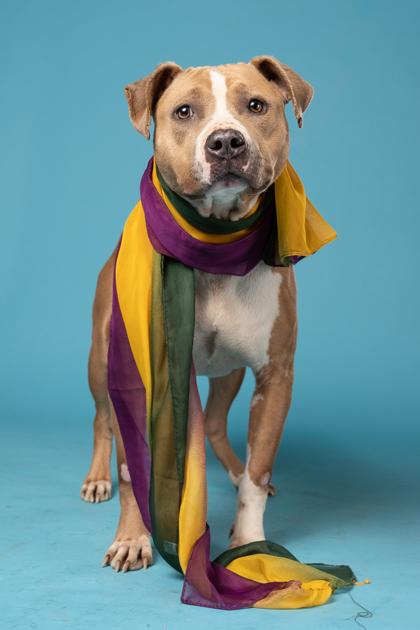 Enlarge Biloxi, a Adoptable mixed breed in Atlanta, GA image 3/3