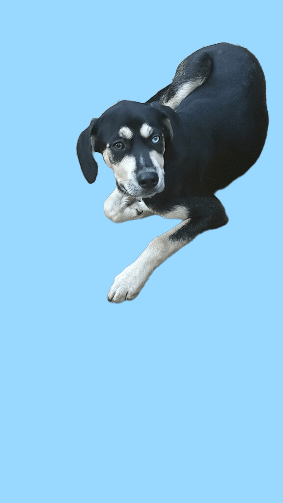 Enlarge Willy , a Adopted Mixed Breed in Hot Springs, AR image 1/4