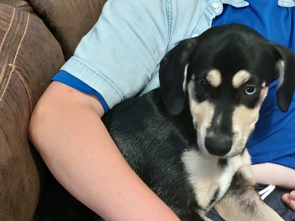 Enlarge Willy , a Adopted Mixed Breed in Hot Springs, AR image 2/4