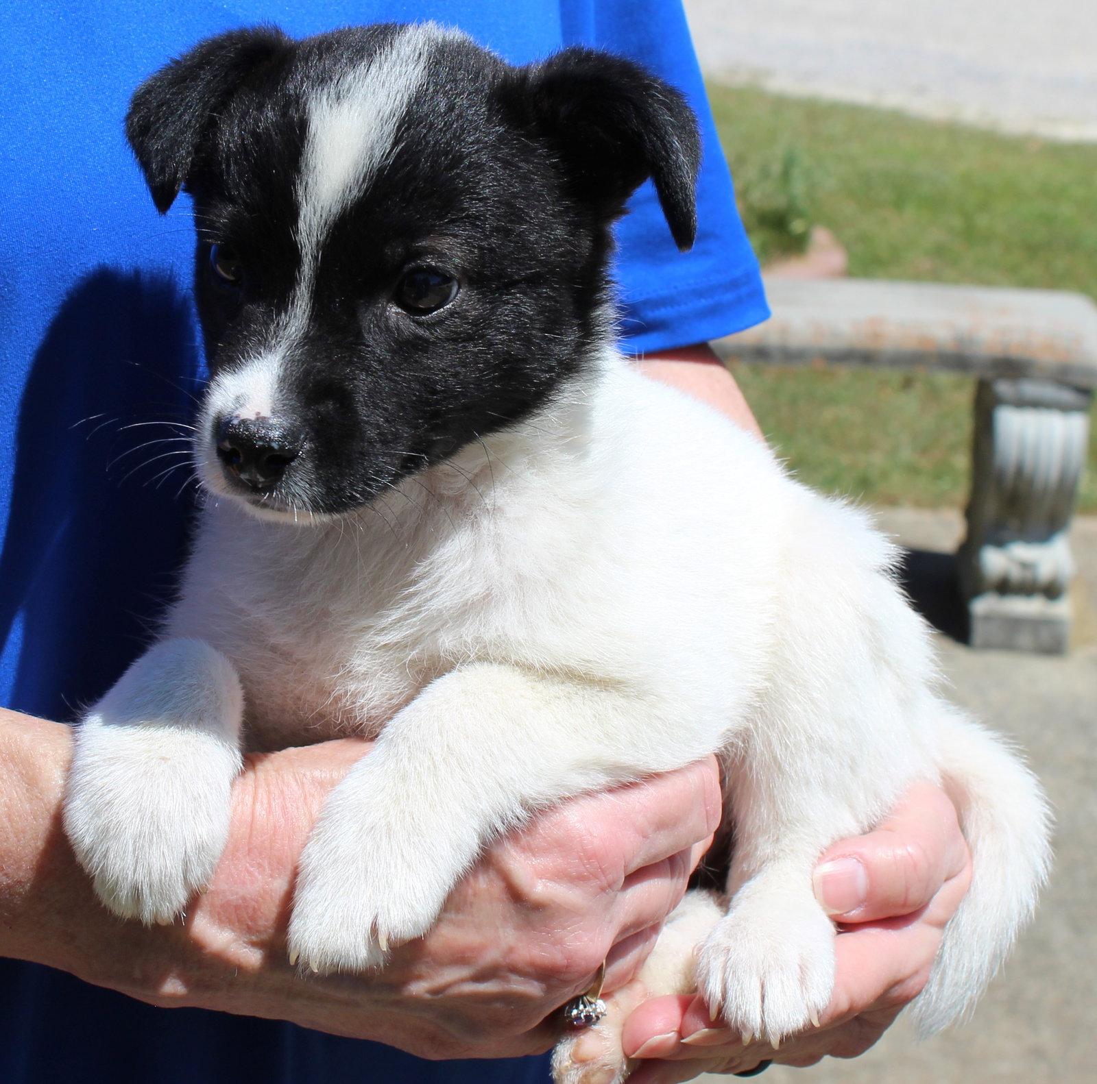 Enlarge Judge Judy 43391, a Adopted Terrier in Prattville, AL image 2/3