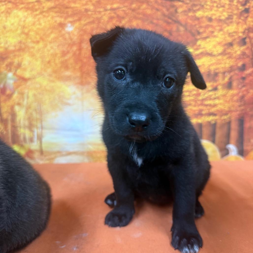Enlarge Ollie, a Adoptable Mixed Breed in Fulton, MO image 1/2