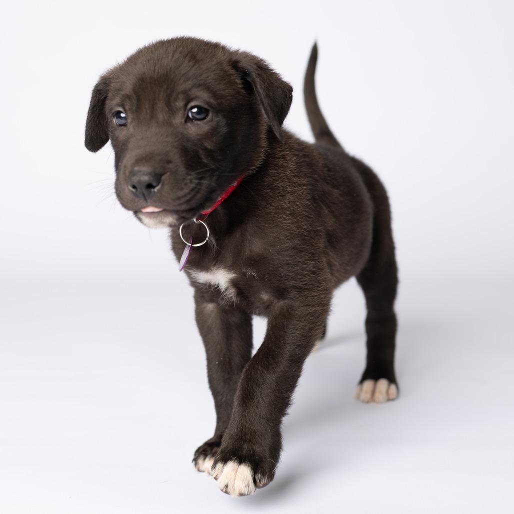 Enlarge Ollie, a Adoptable Mixed Breed in Fulton, MO image 2/2