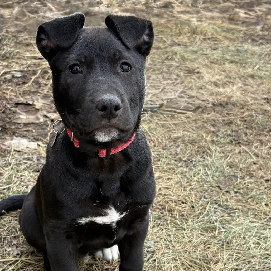 Enlarge Ollie, a Adoptable Mixed Breed in Fulton, MO image 3/3