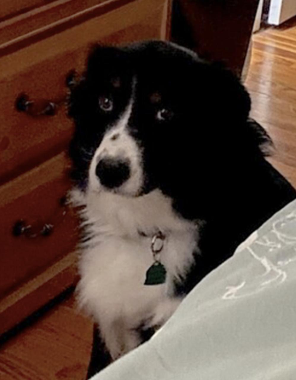 Kody — thumbnail 2