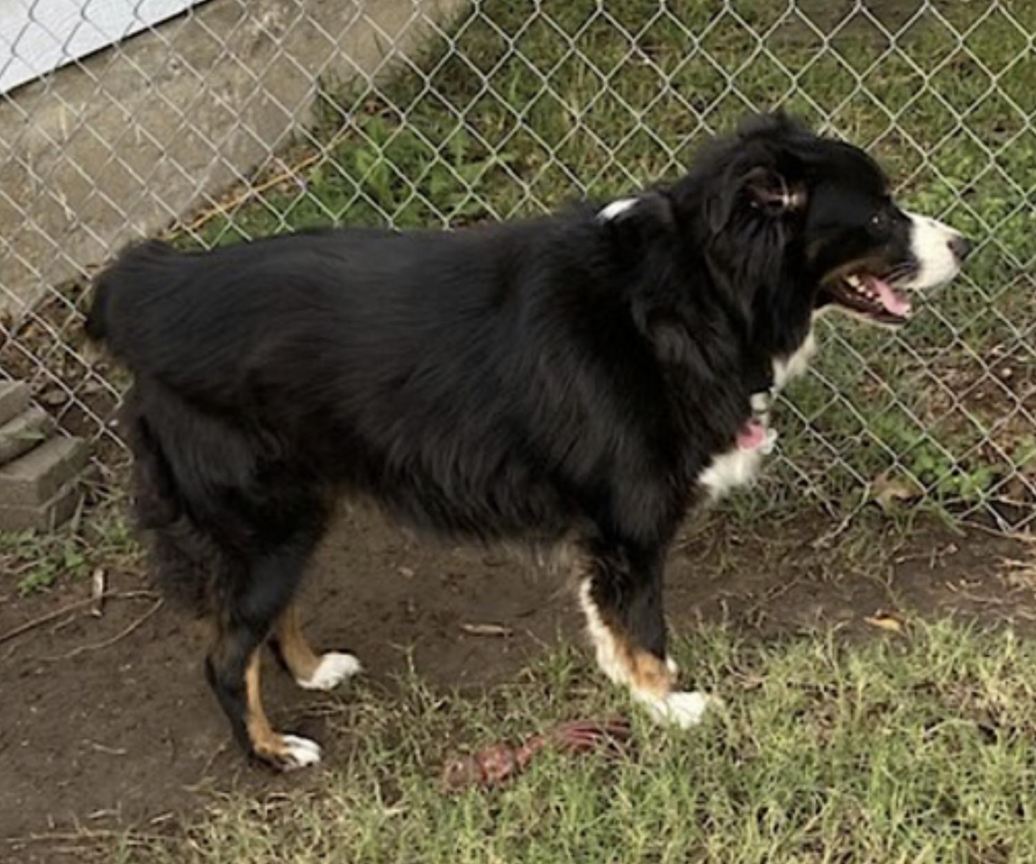 Kody — thumbnail 4