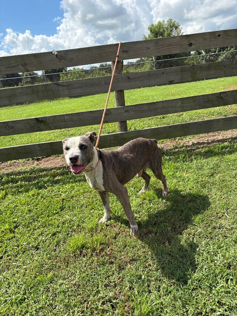 Cricket, Adoptable, Young Male Pit Bull Terrier.