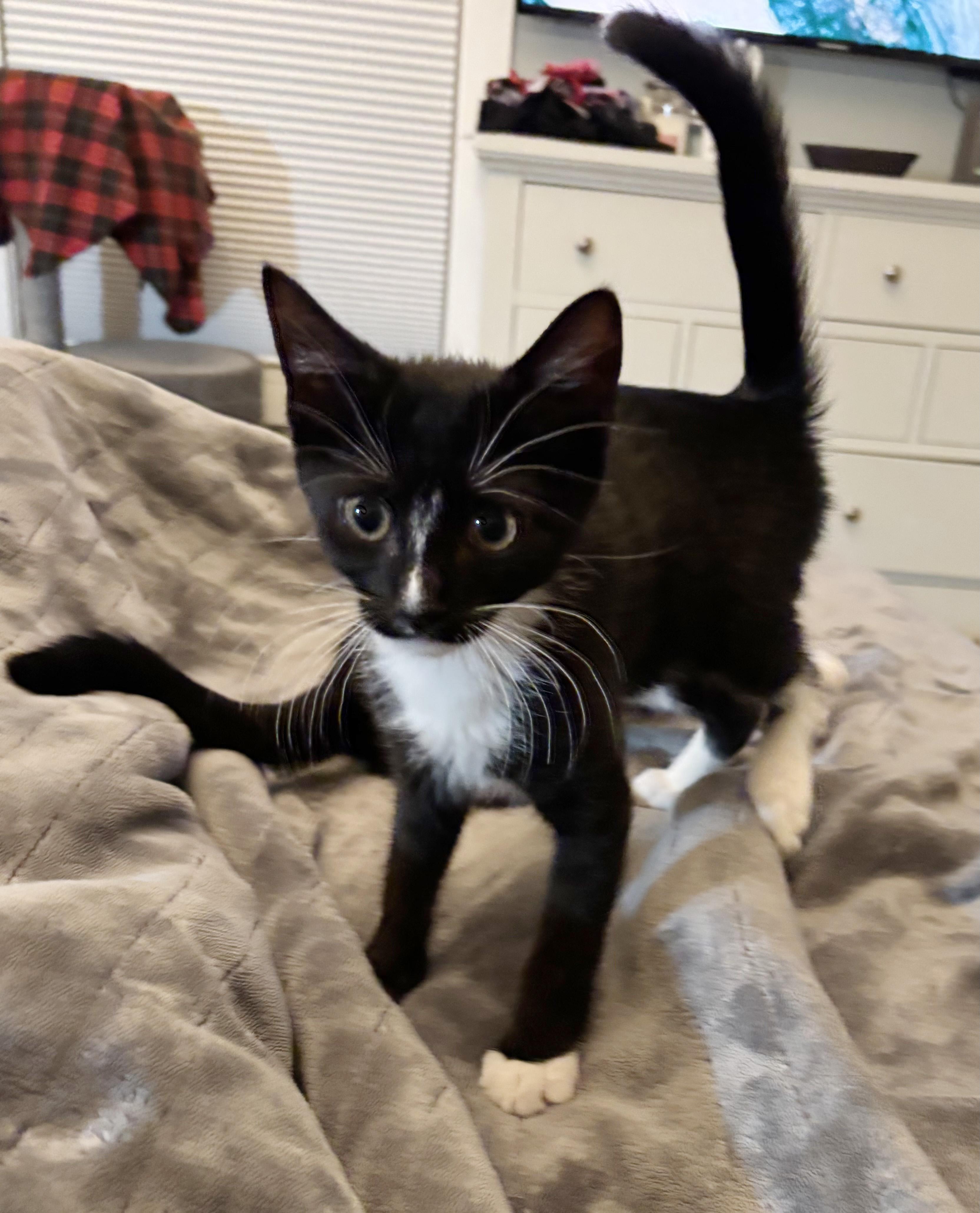Enlarge Loader, a Adoptable Domestic Short Hair in Fair Haven, VT image 1/1