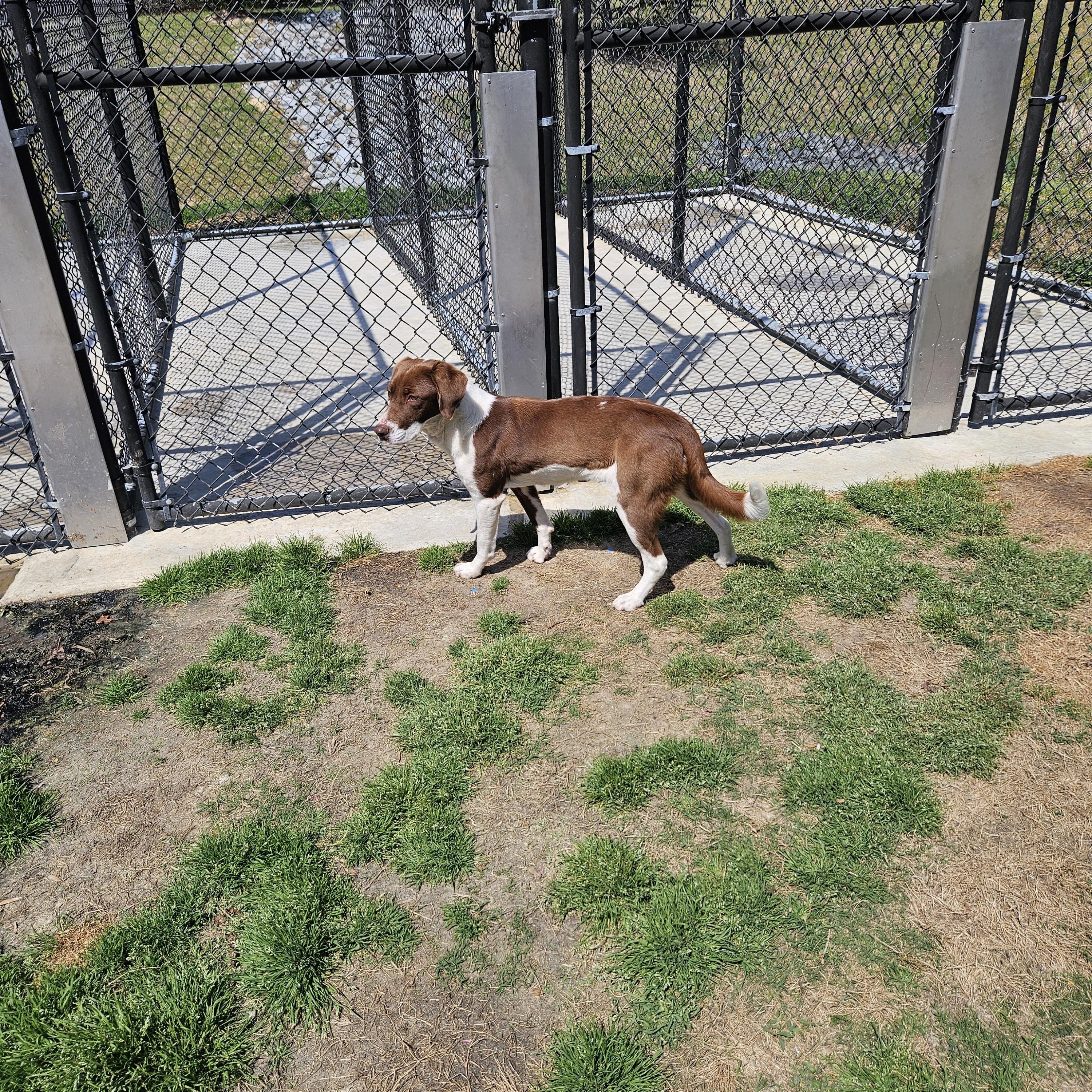 Enlarge Penelope, a ADOPTABLE mixed breed in Suffolk, VA image 2/3