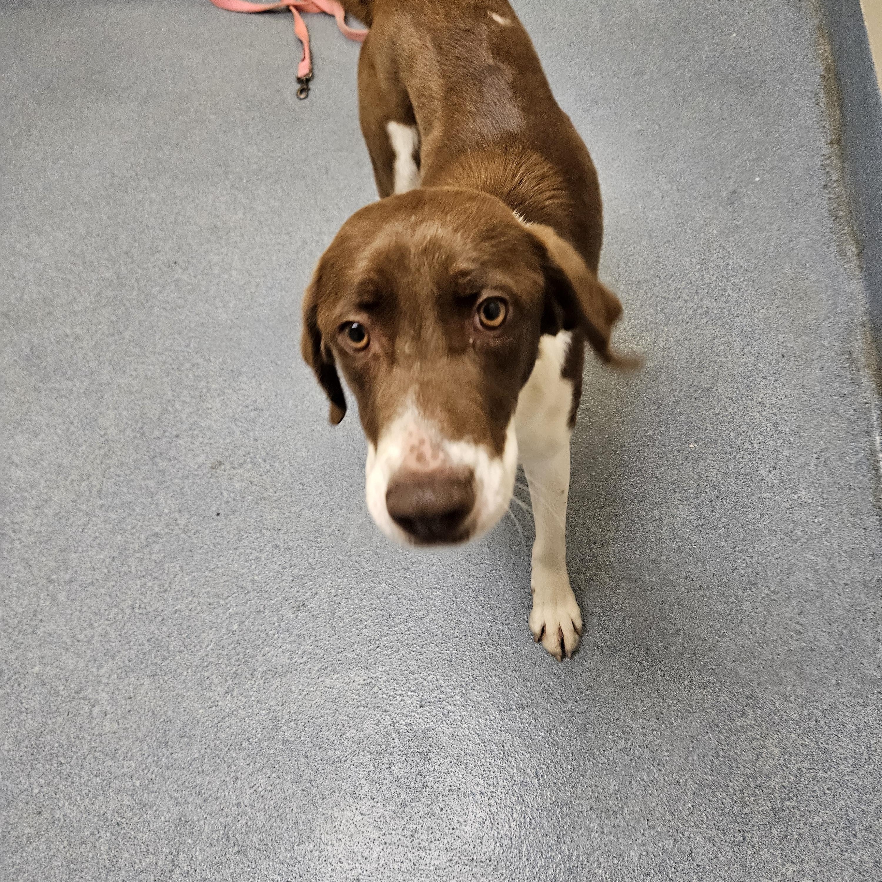 Enlarge Penelope, a ADOPTABLE mixed breed in Suffolk, VA image 3/3