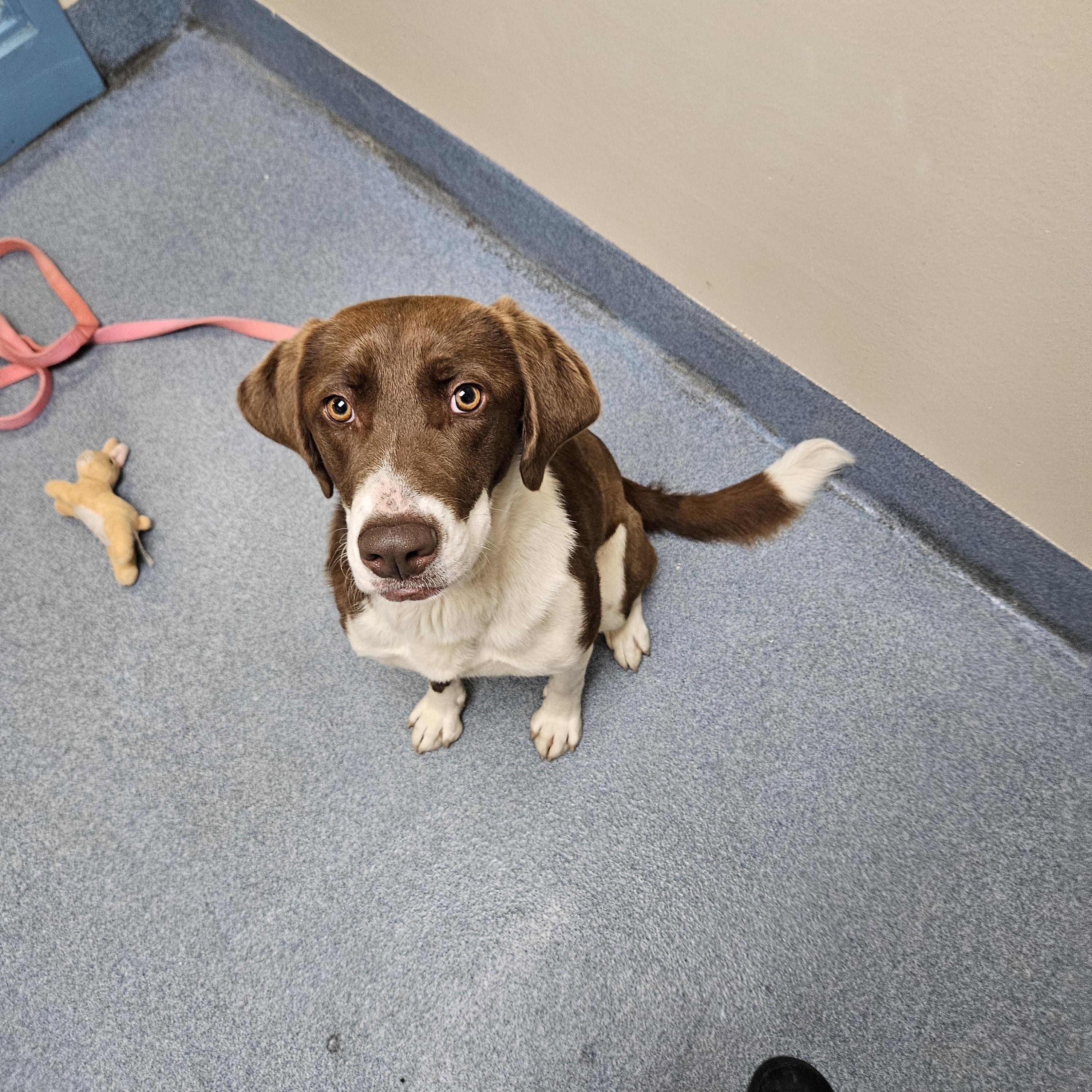 Penelope, ADOPTABLE, Young Female Australian Shepherd & Labrador Retriever.
