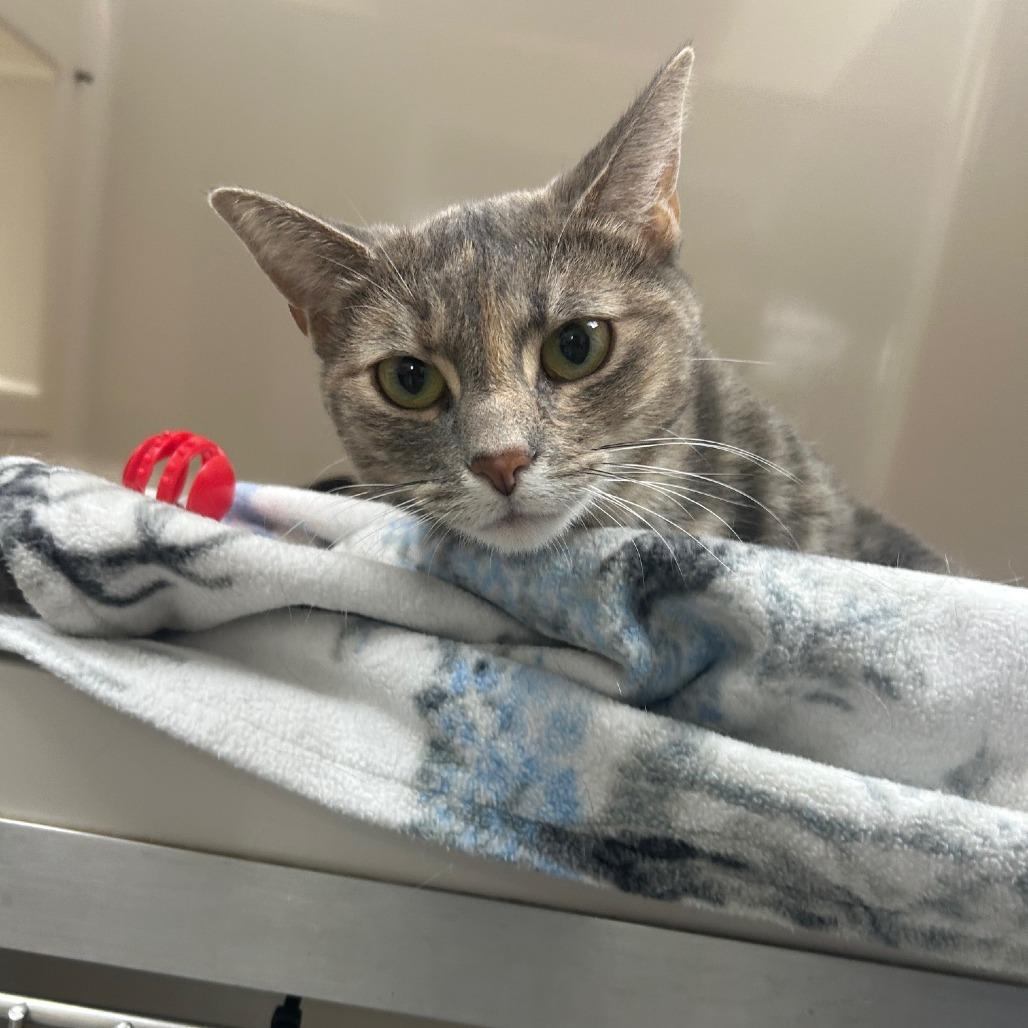 Enlarge Tiabean, a Adoptable Domestic Short Hair in La Grange, KY image 1/1