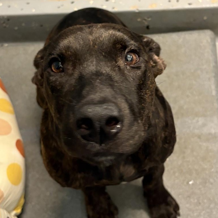26-0555 "Venus", Adopted, Young Female Pit Bull Terrier.